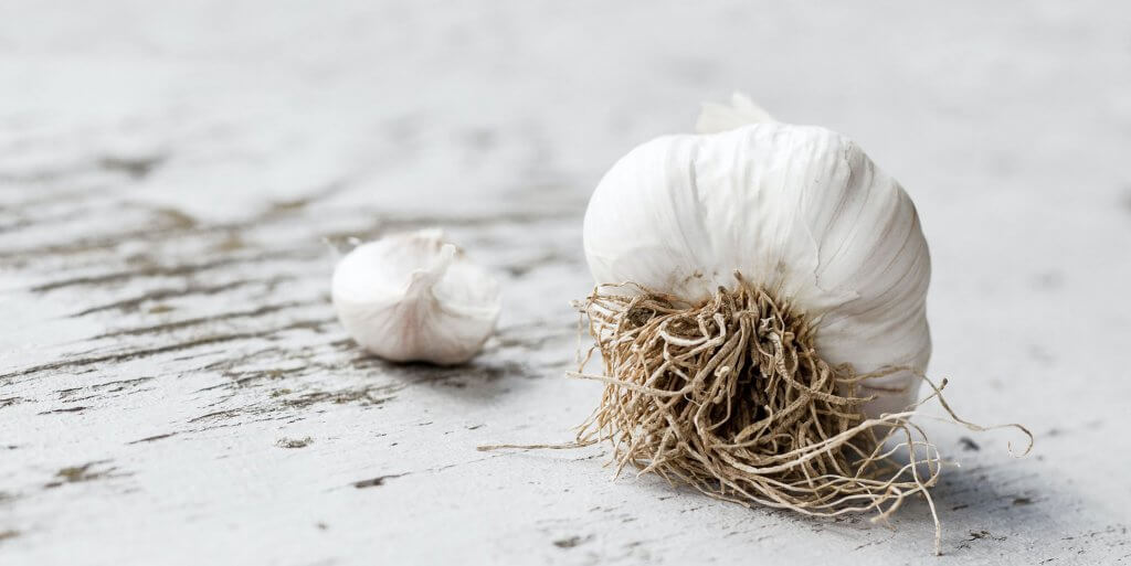 Garlic head on white wooden background
