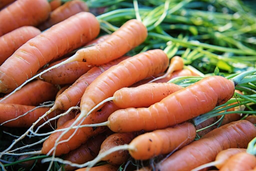 A pile of farm free carrots