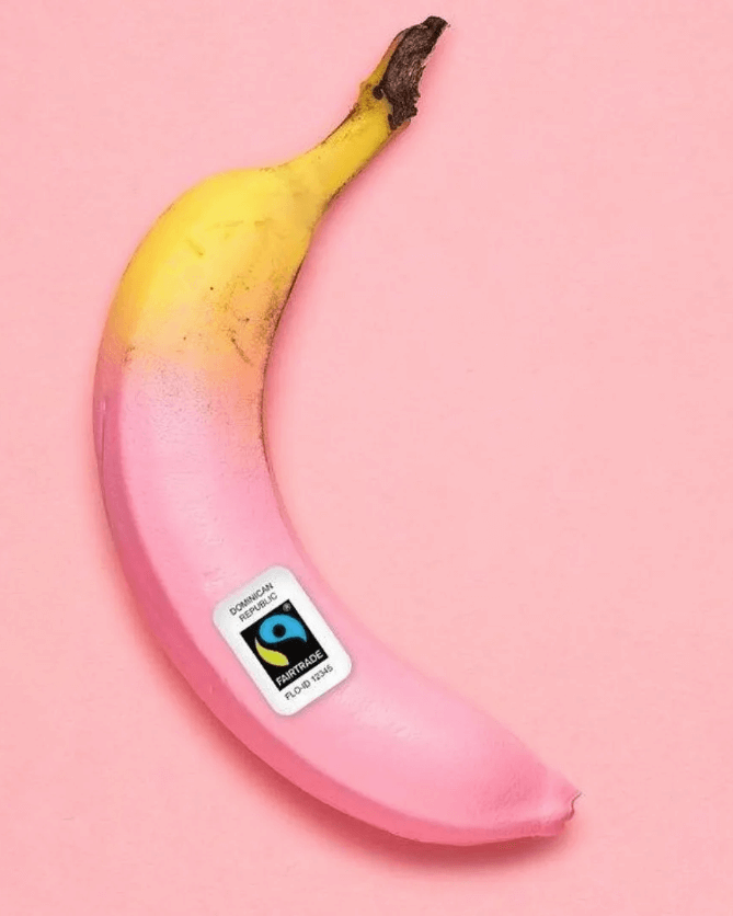 A banana dipped in pink wax with a Fairtrade sticker on it sitting on a pink background
