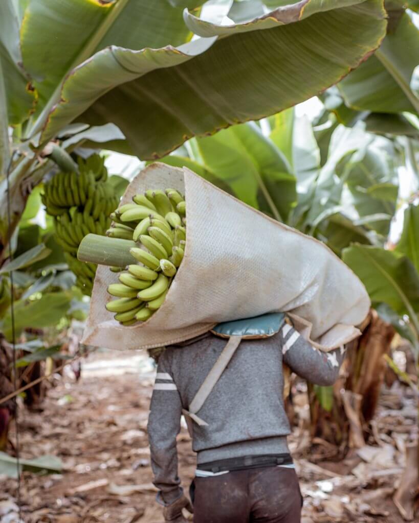 Un hombre que lleva un manojo de plátanos envuelto en la espalda en una plantación de plátanos