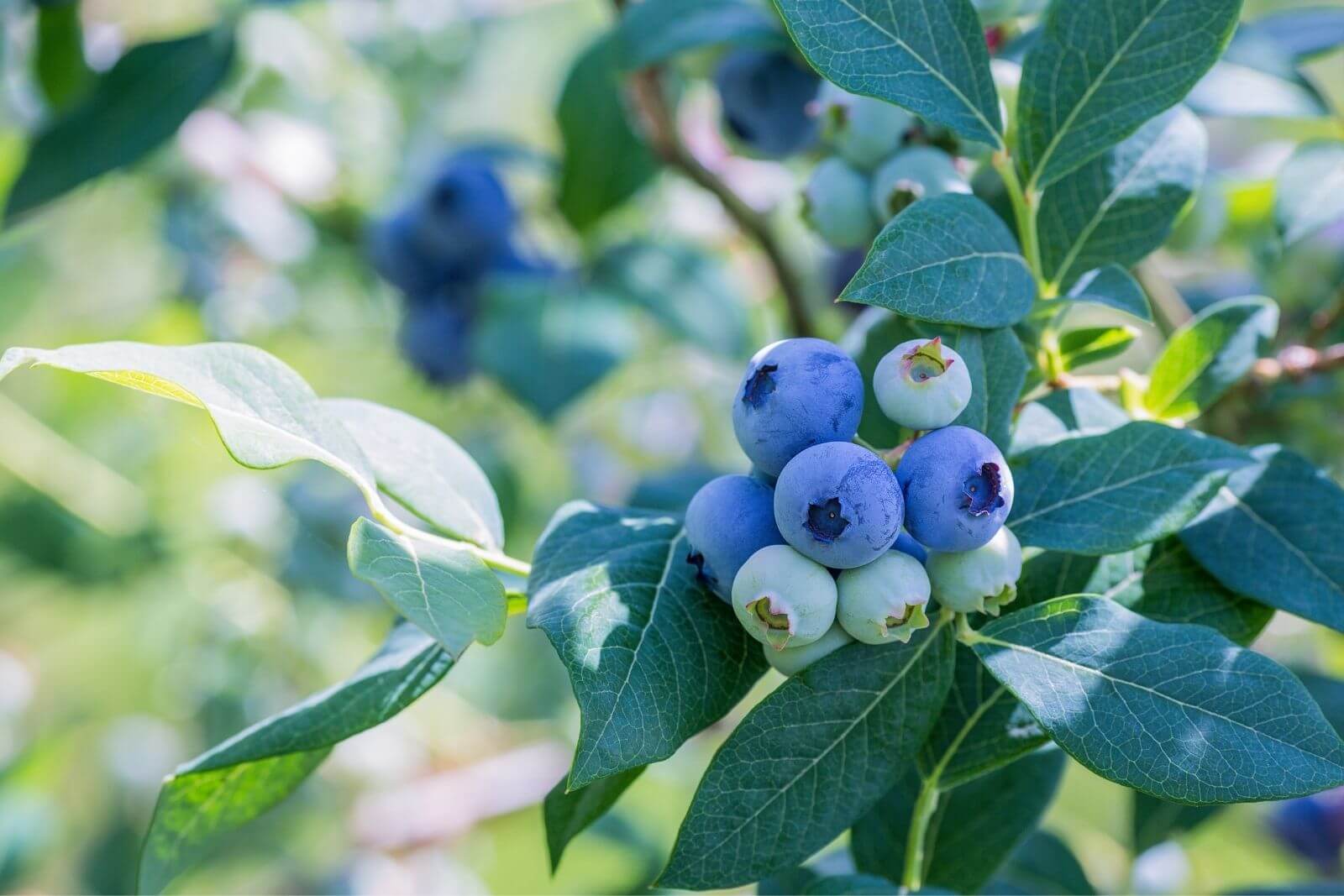 blueberries on a bush